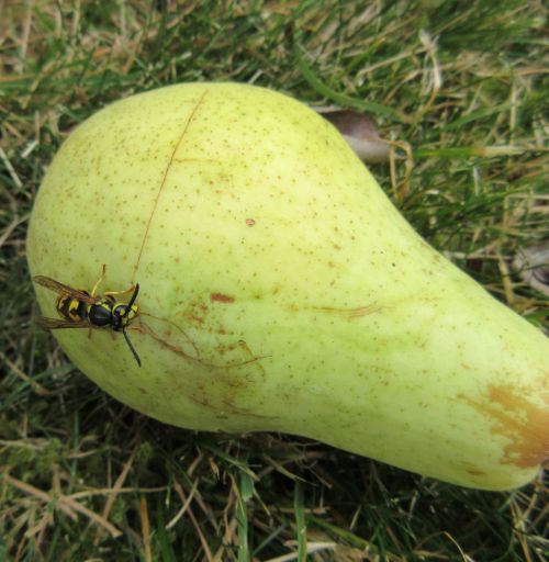 Wasp On A Pear 1
