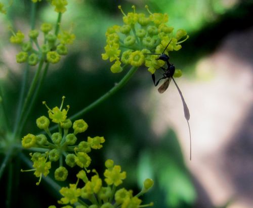 Wasp On Fennel Flowers