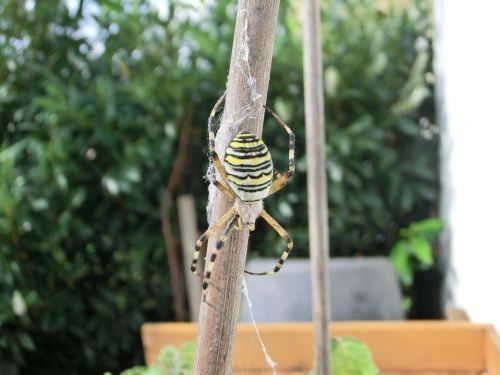 wasp spider very rare beautiful