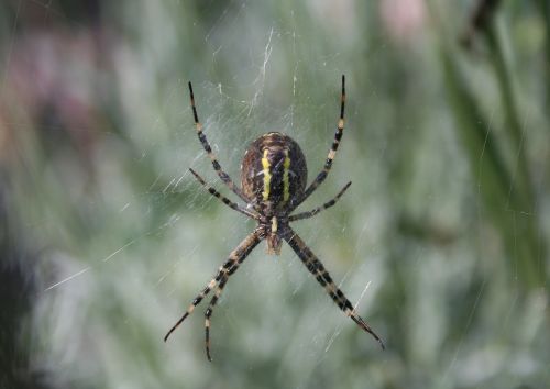 wasp spider spin insect