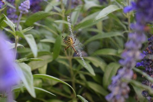 wasp spider plant green