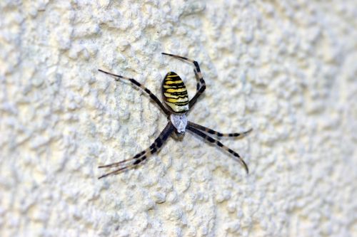 wasp spider spider toxic