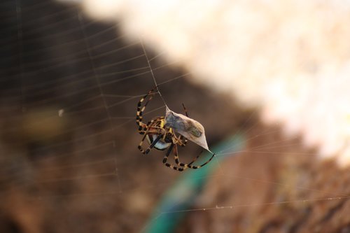 wasp spider  spider  cobweb