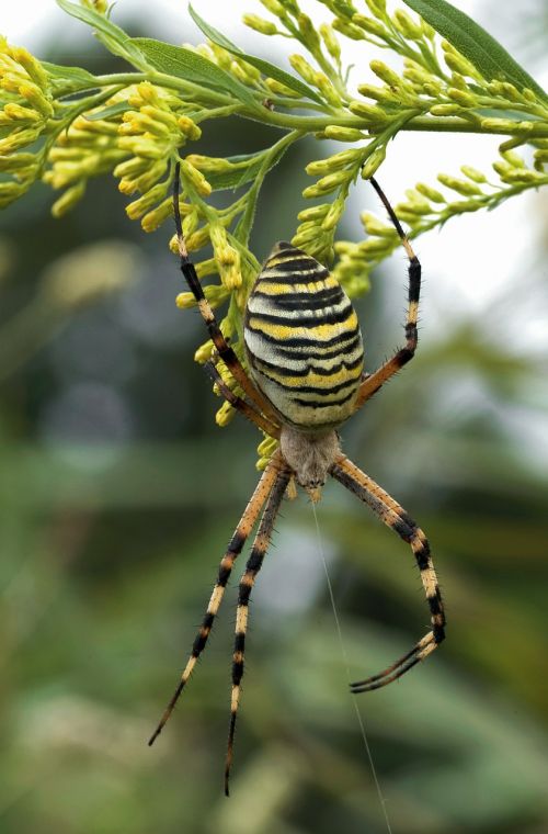 wasp spider arachnid web