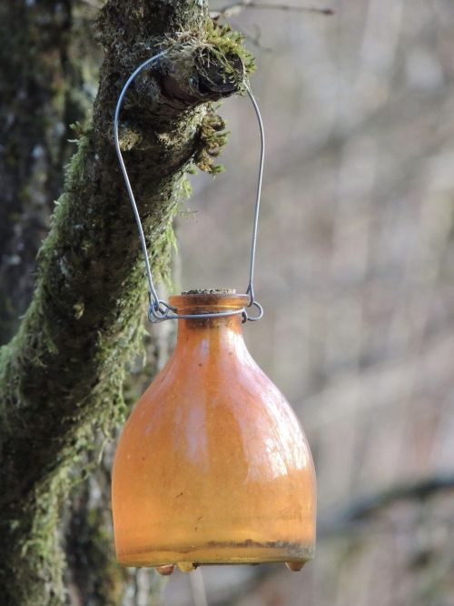 wasp trap glass bottle glass