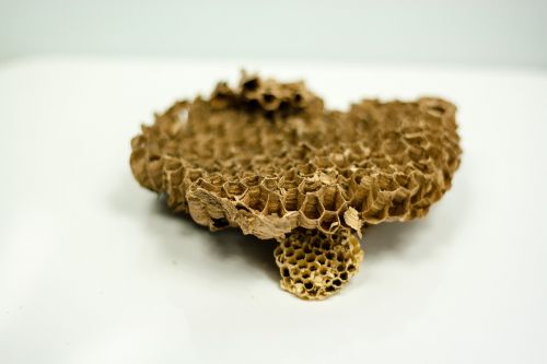 wasps honeycomb honey