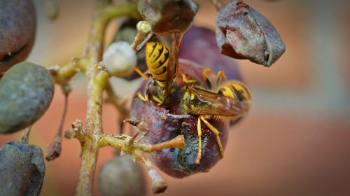 wasps grapes wasps devoured