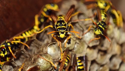 wasps the hive combs