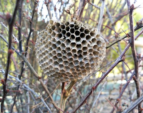 wasps wasps' nest nest