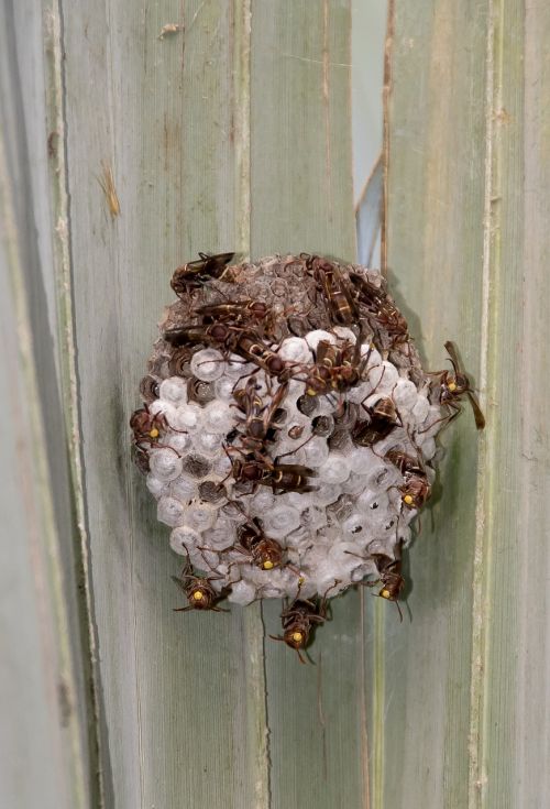 wasps nest insects