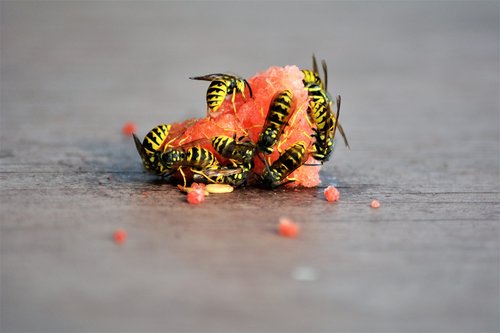 wasps  insect  eat melon