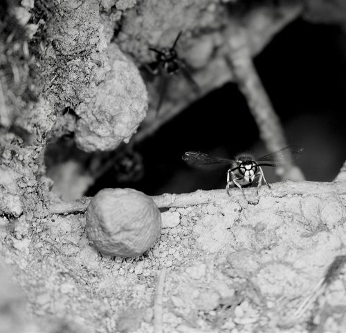 wasps  bug nature  close up