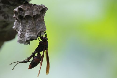 wasps bee honey