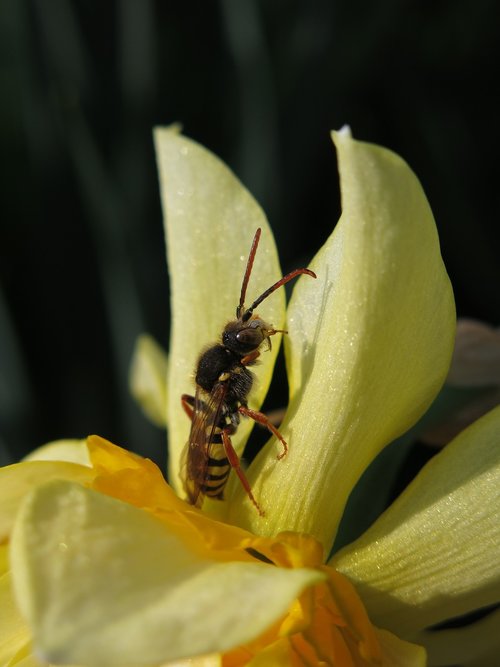 wasps bees  nomada lathburiana  wild bee