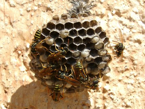 wasps' nest wasps plant architecture