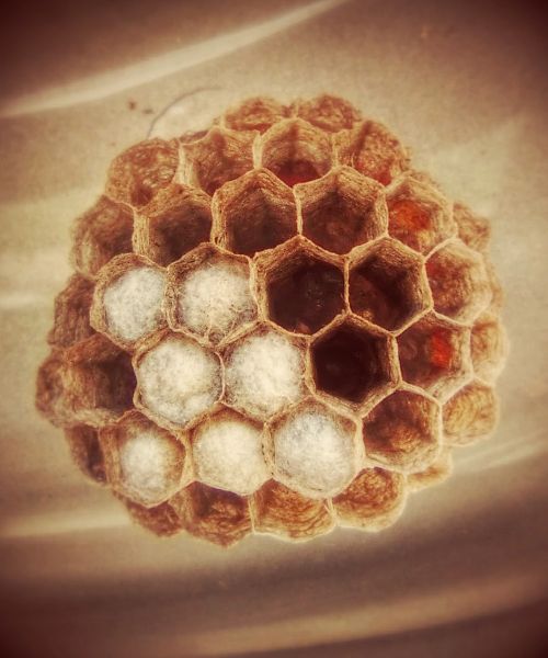 wasps' nest hexagon nest