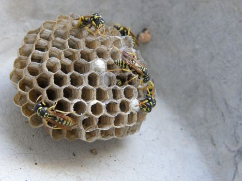 wasps' nest swarm diaper