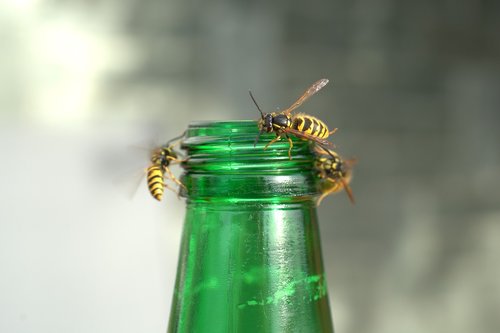wasps plague  wasp  attack
