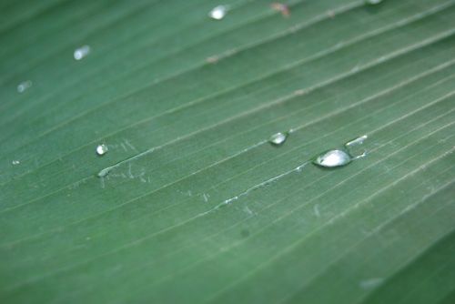 Water Drops On Leaf
