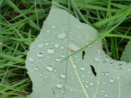 Water Drops