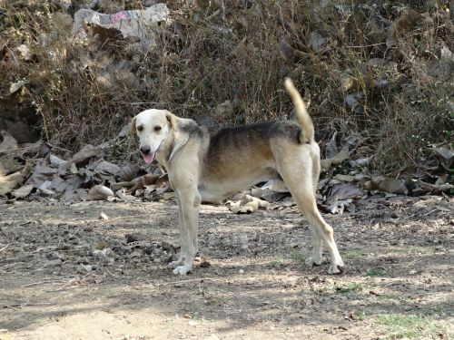 watchdog guard dog hulukoppa