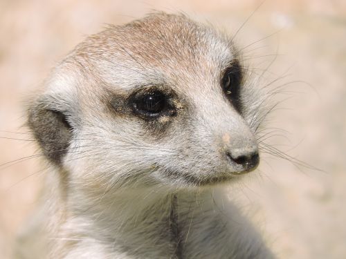 watching look meerkat