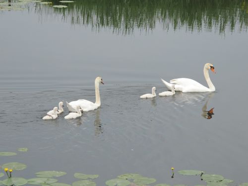 water swans pullen