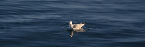 water seagull sitting