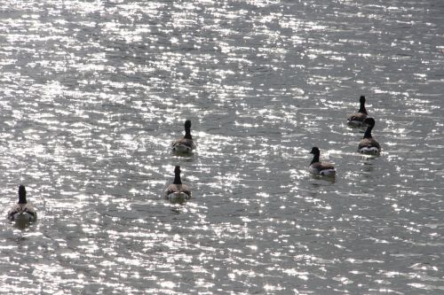 water birds swan