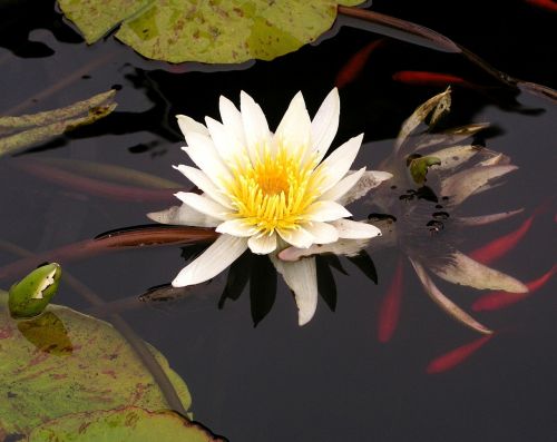 water lily koi