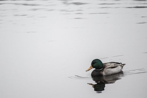 water bird mallard