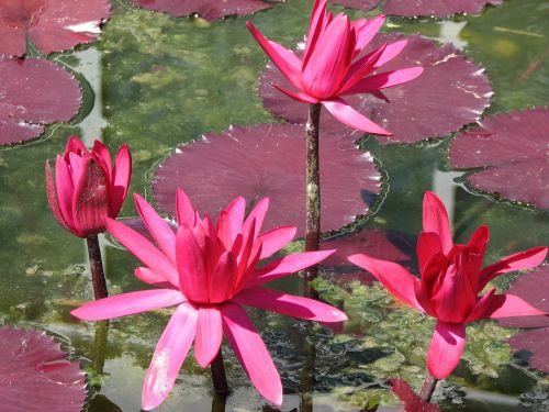 water lily pink