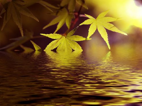 water lake maple