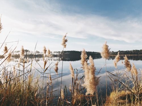 water lake nature