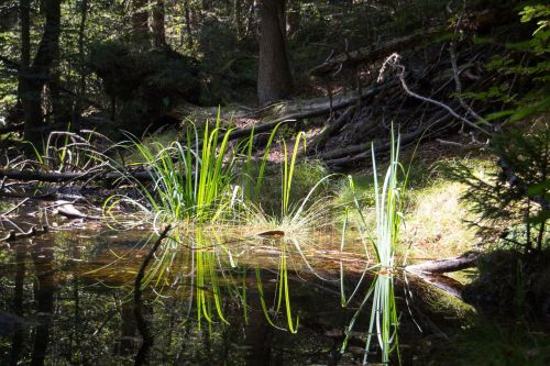 water mirroring reflections