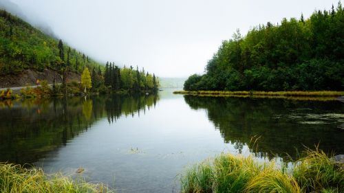 water trees wilderness