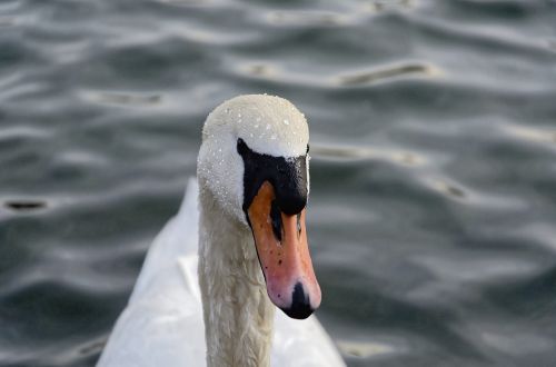 water bird swan