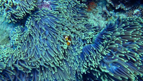 water corals underwater