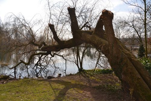 water nature tree