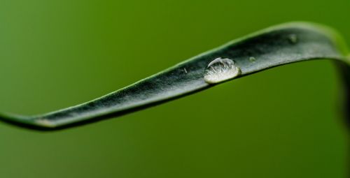 water drop grass