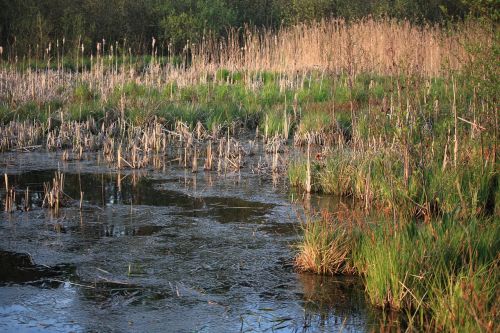 water wetlands swamp