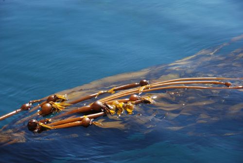 water plant kelp