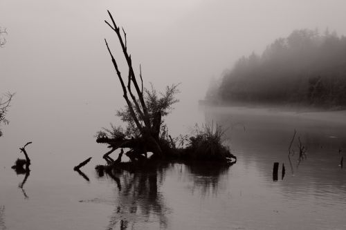 water wood lake