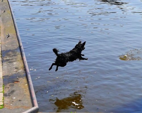 water port dog