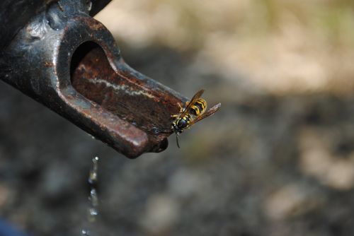 water wasp faucet