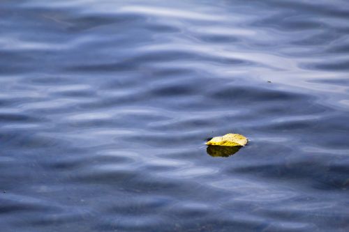 lake water sheet in the water