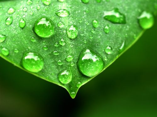 water drops leaf