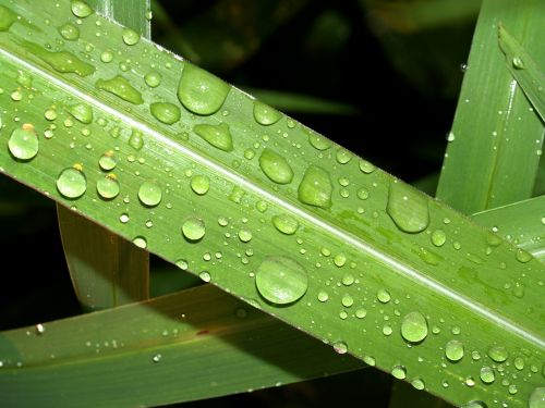 water drops leaf