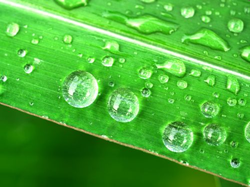 water drops leaf