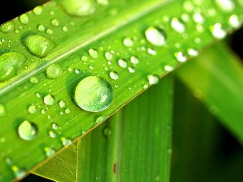 water drops leaf